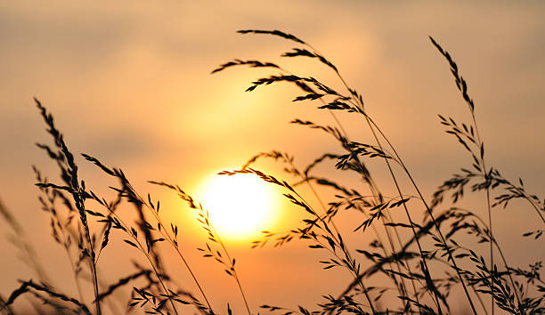Sommerabschied